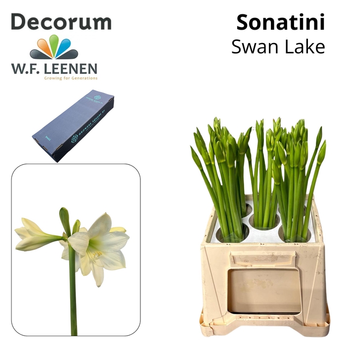 <h4>Sonatini Swan Lake Small Box</h4>