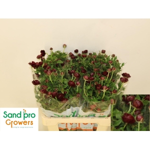 RAN CORTUSIFOLIUS MAGICAL CHOCOLATE