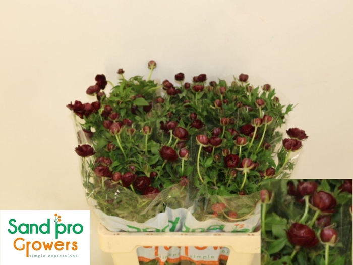 <h4>RAN CORTUSIFOLIUS MAGICAL CHOCOLATE</h4>