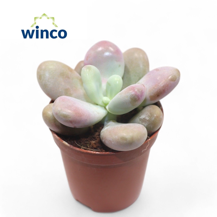 <h4>Pachyphytum Cv. Momobijn</h4>