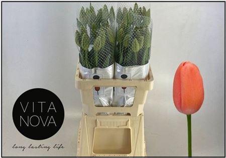 <h4>Tu En Renown</h4>