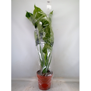 Alocasia cucullata