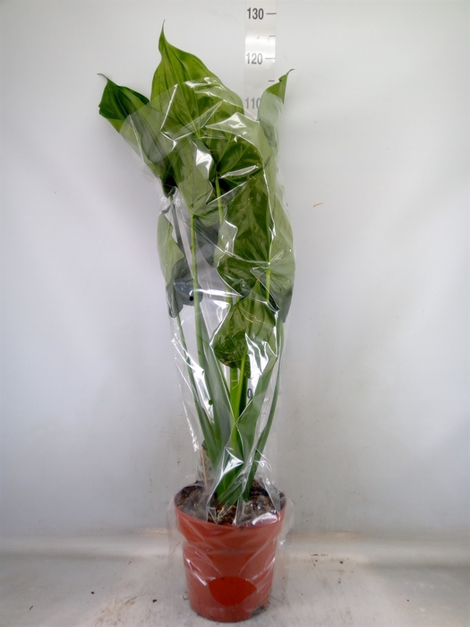 <h4>Alocasia cucullata</h4>