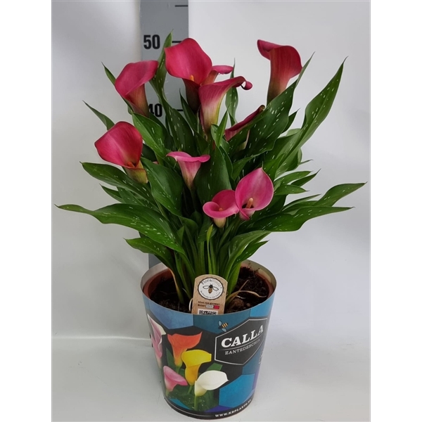 <h4>Zantedeschia 19cm potcover Blauw - Roze</h4>