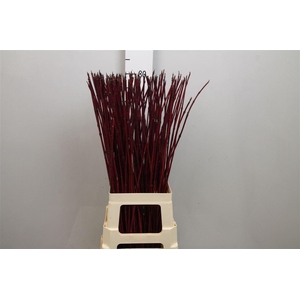 Cornus Alba Sibirica