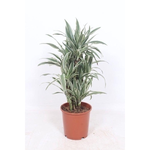 Dracaena White Stripe