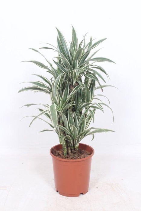 <h4>Dracaena White Stripe</h4>