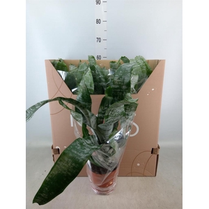 Aechmea fasciata 'Primera'