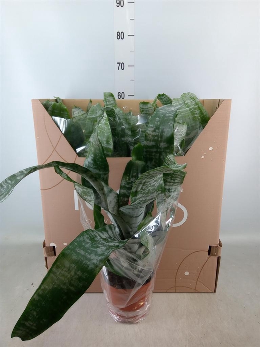 <h4>Aechmea fasciata 'Primera'</h4>