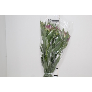 ALSTROEMERIA AMETHYST 080 CM