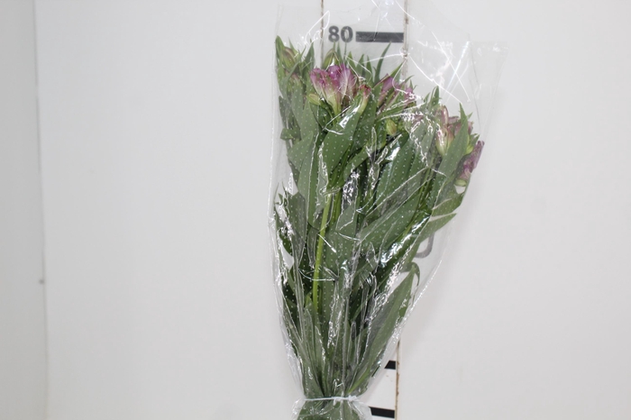 <h4>ALSTROEMERIA AMETHYST 080 CM</h4>