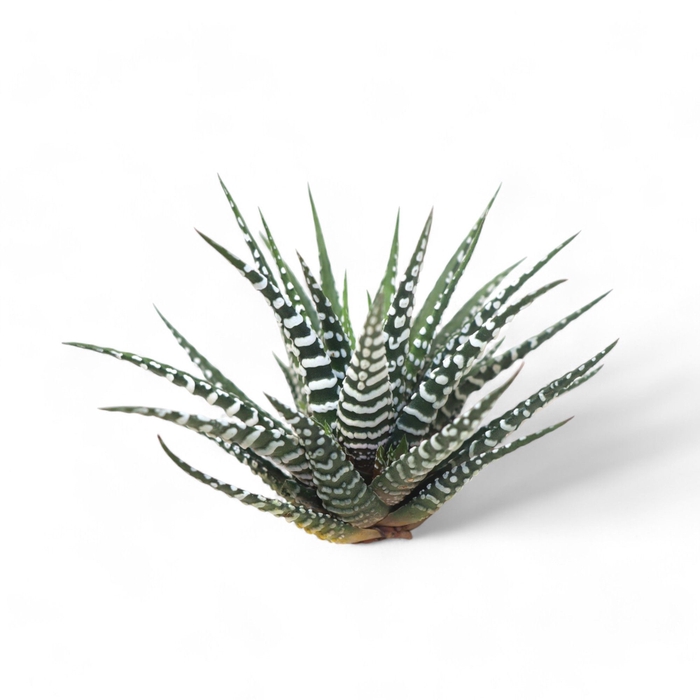 <h4>Haworthia Fasc. Big Band Cutfl Wincx-8cm</h4>