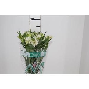 ALSTROEMERIA AKEMI 080 CM