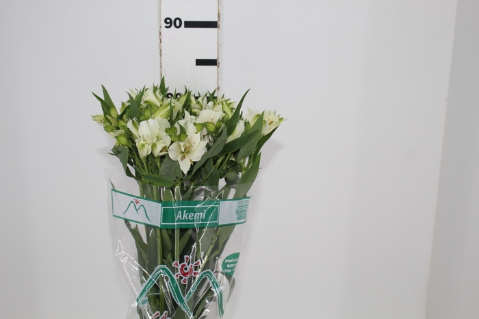 <h4>ALSTROEMERIA AKEMI 080 CM</h4>