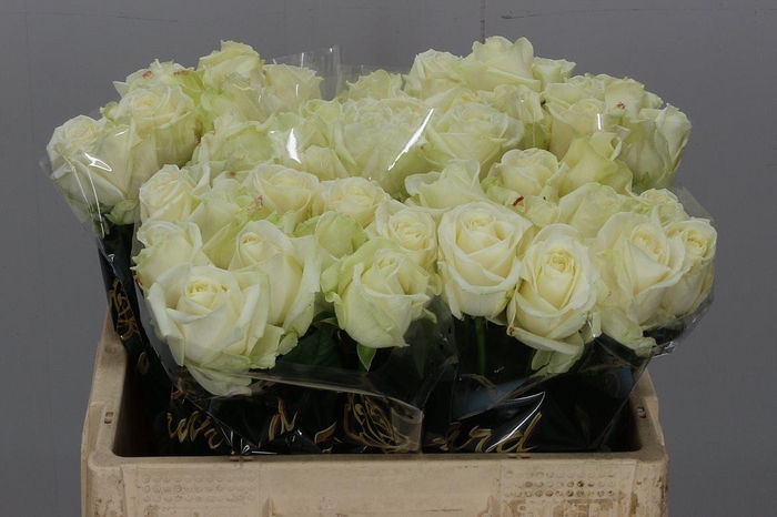 <h4>R Gr Avalanche+</h4>