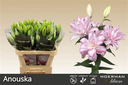 <h4>Li Or Du Anouska</h4>