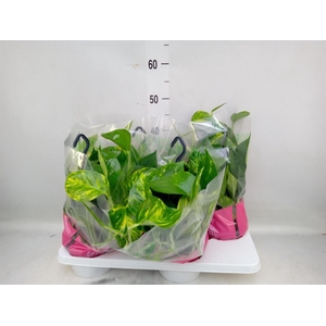 Epipremnum pinn.   HG