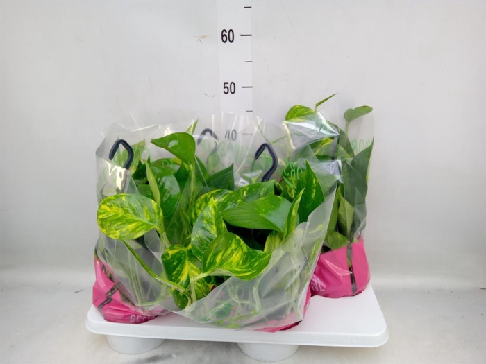 <h4>Epipremnum pinn. HG</h4>