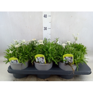 Leontopodium alpinum   ...