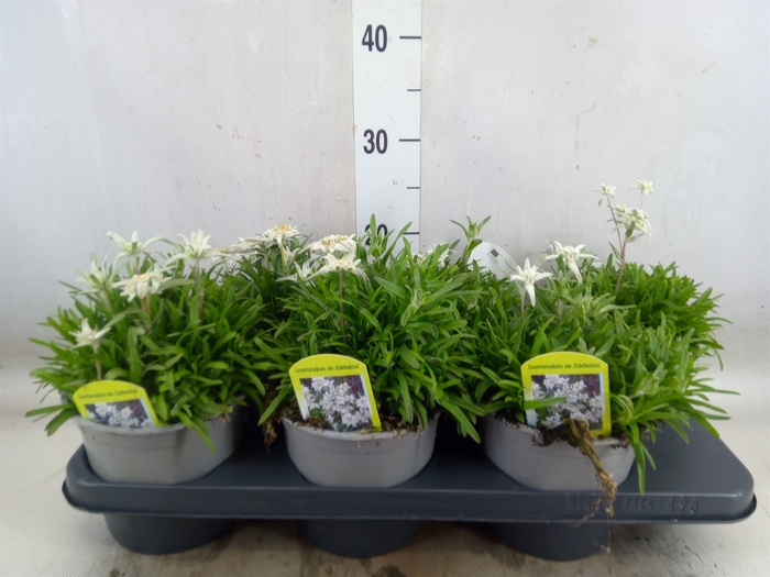 <h4>Leontopodium alpinum   ...</h4>