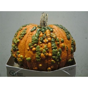 Sier Cuc Max Halloween Wratje