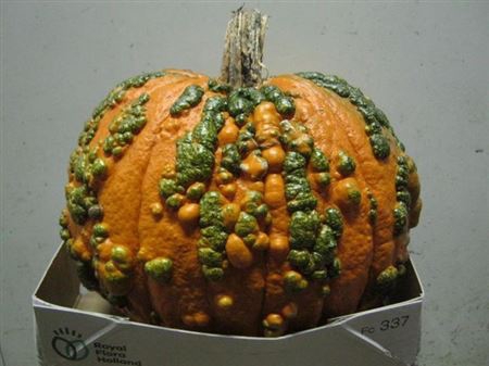 <h4>Sier Cuc Max Halloween Wratje</h4>