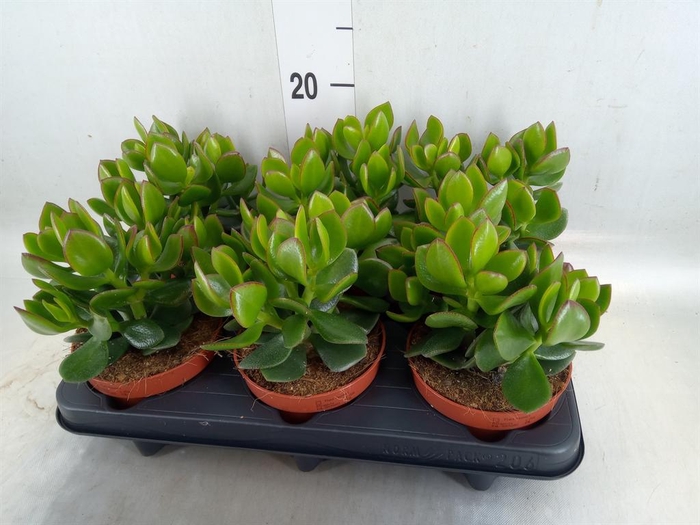 <h4>Crassula  'Hulk'</h4>