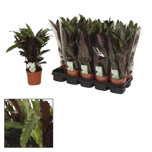 Calathea 12cm Elgergrass