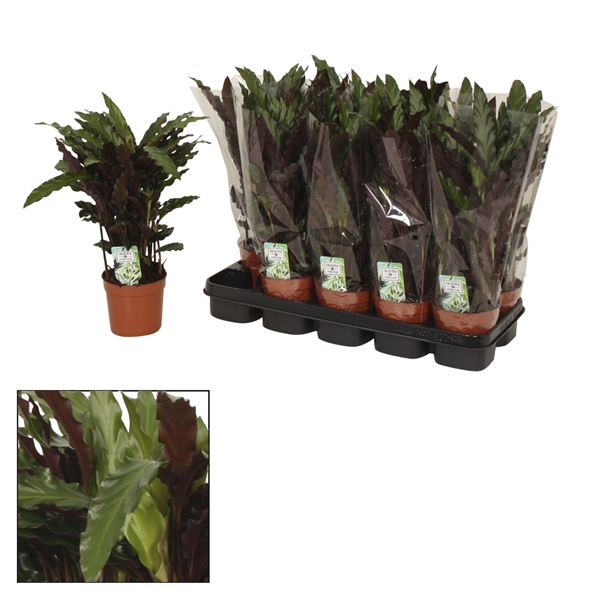 <h4>Calathea 12cm Elgergrass</h4>