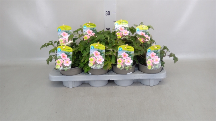 <h4>Anemone hupeh.</h4>