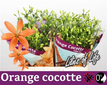 Li Az Orange Cocotte