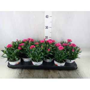 Dianthus  'Oscar Purple Wings'