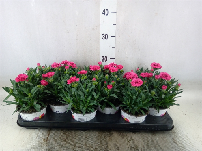 <h4>Dianthus  'Oscar Purple Wings'</h4>