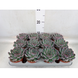 Echeveria  'Hercules'