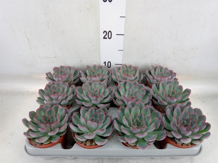 <h4>Echeveria  'Hercules'</h4>