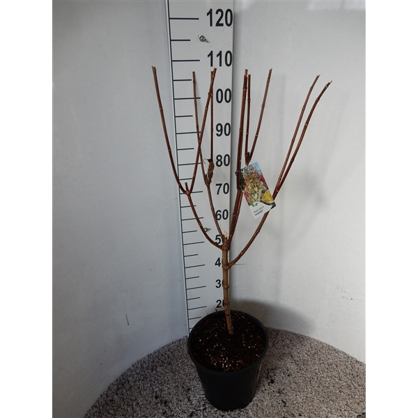 <h4>Hydrangea pan. Candlelight 50 stam P26</h4>