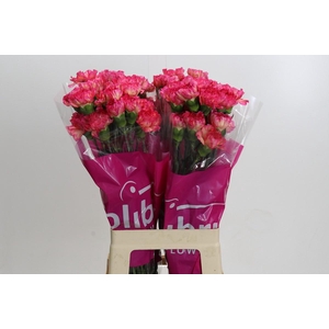 Dianthus St Spritz