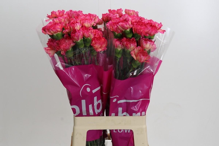<h4>Dianthus St Spritz</h4>