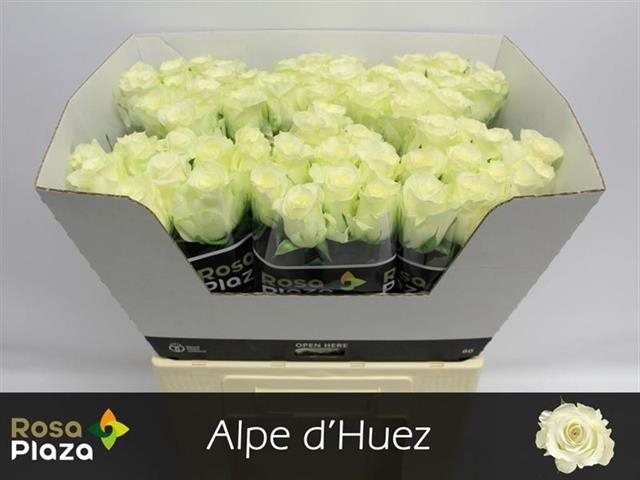 <h4>R GR ALPE DHUEZ</h4>