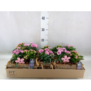 Arr.   Perkplanten L%
