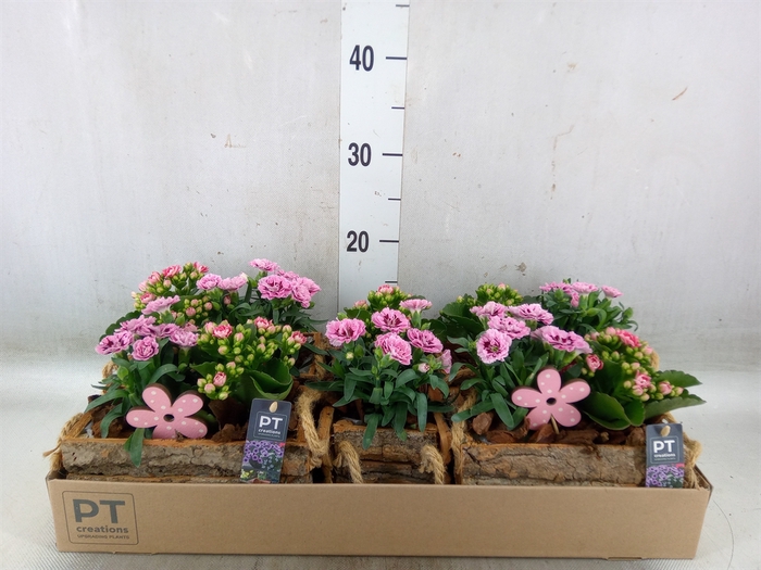 <h4>Arr.   Perkplanten L%</h4>