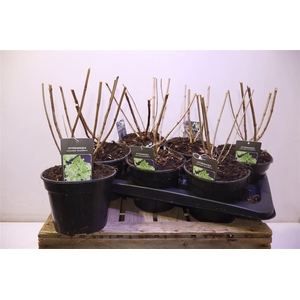 arr8 Hydr P Mixk 1 Soort Per Tray