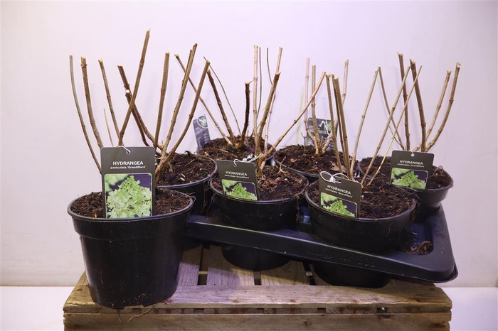 <h4>Hydr Paniculata Pink Diamond</h4>