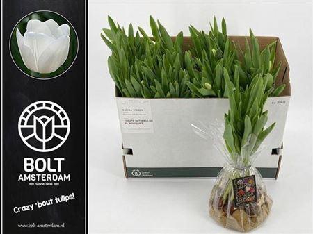 <h4>Tu En Royal Virgin</h4>