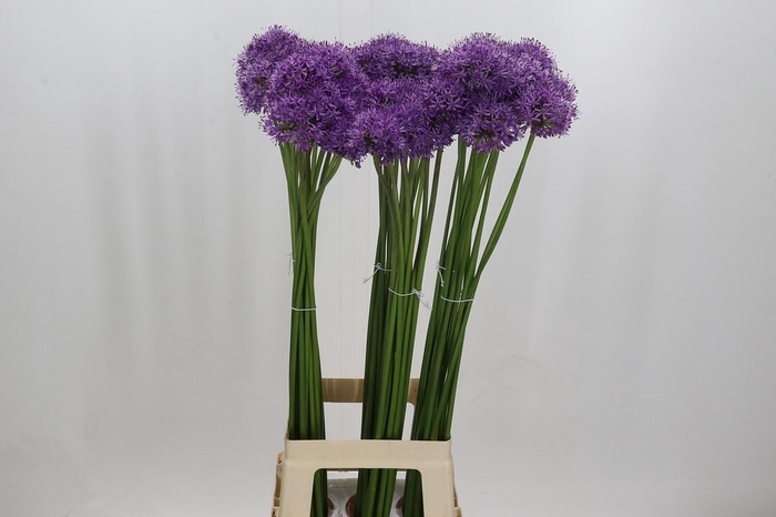 <h4>Allium Gladiator</h4>