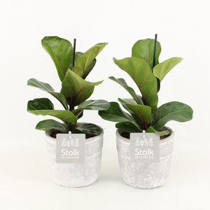 Ficus Lyrata in Stone Look Pot