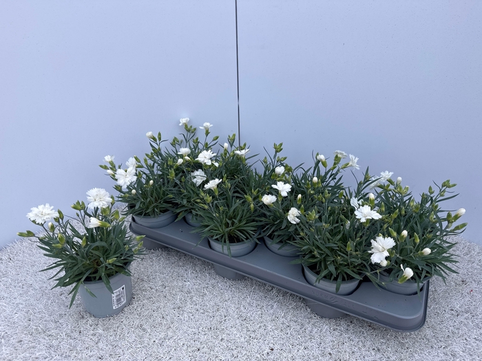 <h4>DIAN DIANTICA GEM</h4>