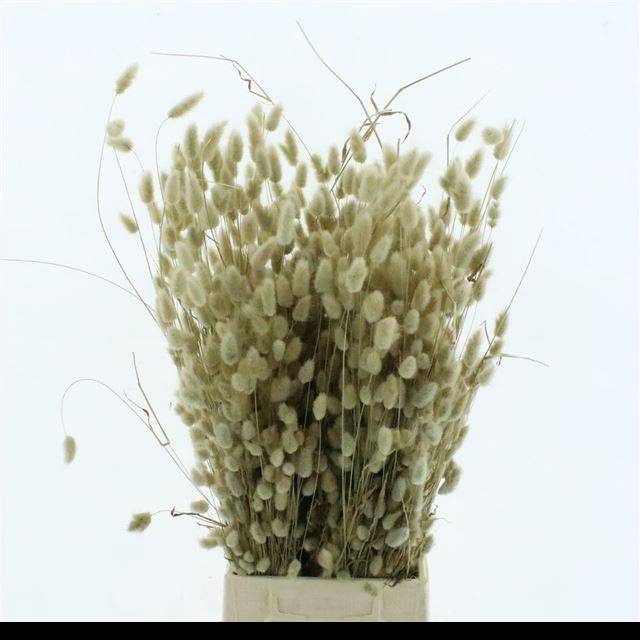 <h4>LAGURUS OVATUS P BOS</h4>