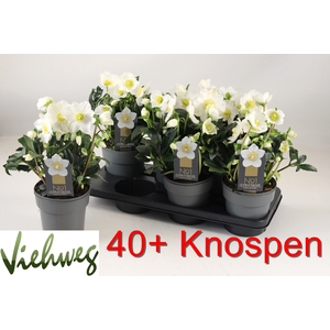 Hell Ni Hgc Wintergo P15