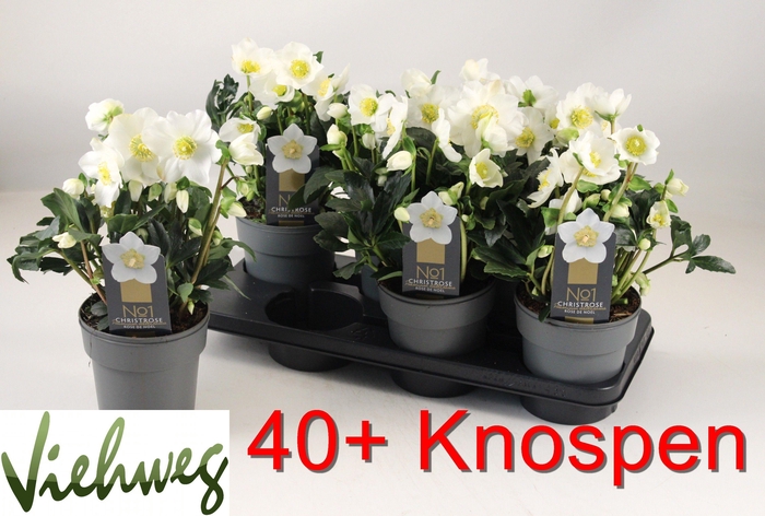 <h4>HELL NI HGC WINTERGO</h4>